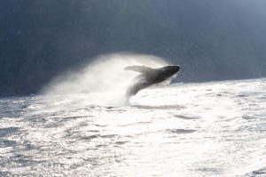ザトウクジラ