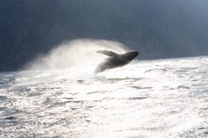 ザトウクジラ