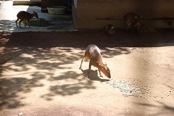 八丈植物公園 2