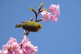 桜とシチトウメジロ