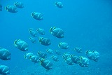 海の中 ユウゼン