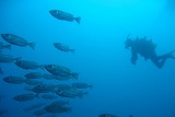 海の中