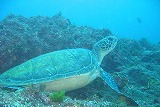 八丈富士 鉢巻道路より海の中 ウミガメ