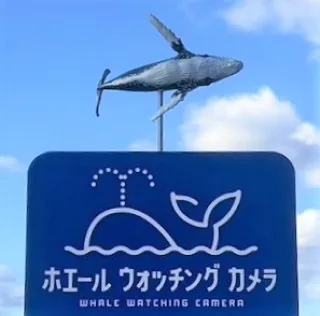 ホエールウォッチングカメラ