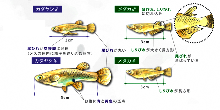 ホタル水路を利用される方へ