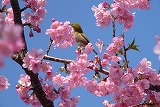 桜とシチトウメジロ