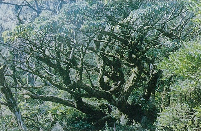 八丈富士浅間神社のヤマグルマの写真