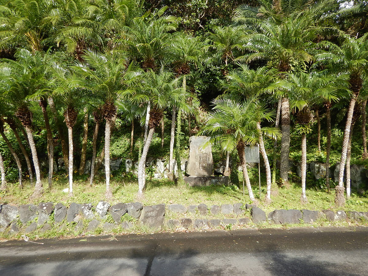 しんのうやし雌雄原株の写真