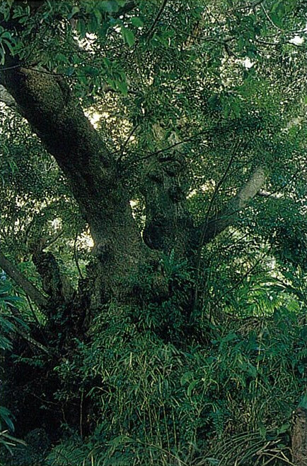 楊梅ヶ原の大シイの写真