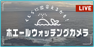 ホエールウォッチングカメラ