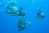 海の中 ツバメウオ