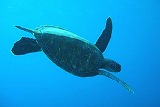 海の中 ウミガメ